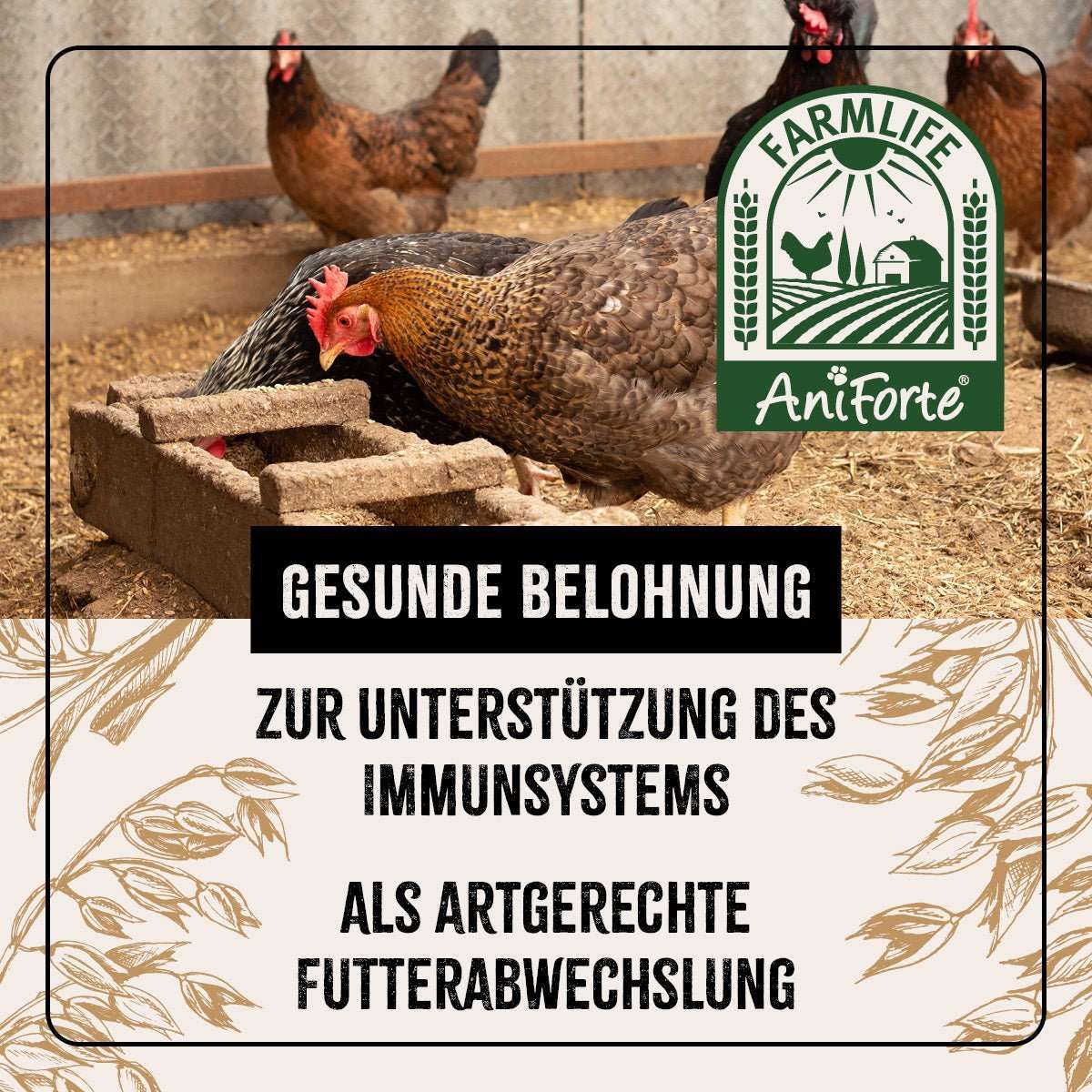 Tier, Vogel, Hühnchen, Geflügel, Henne