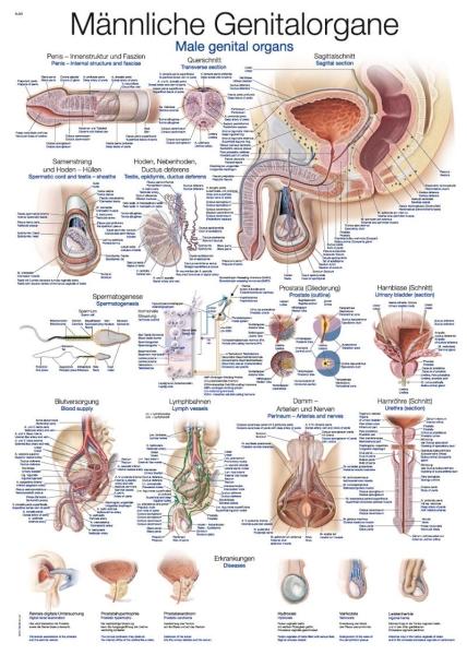 Erler-Zimmer Lehrtafel "Männliche Genitalorgane", 50x70cm