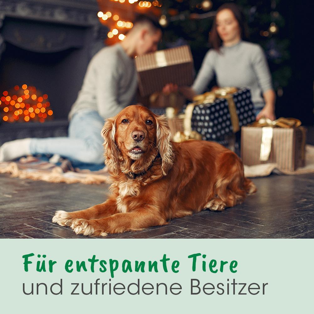 Erwachsener, Weiblich, Person, Frau, Hund