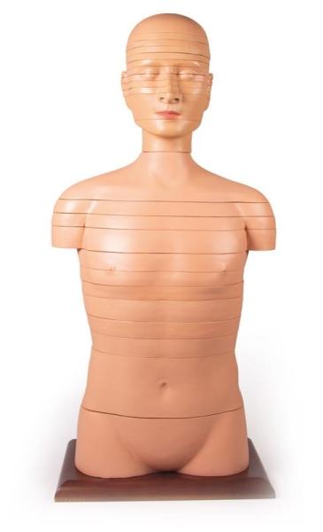 Erler-Zimmer Scheibentorso, natürliche Größe Erler-Zimmer Scheibentorso, natürliche Größe
