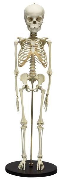 Erler-Zimmer Kinderskelett, 5 Jahre