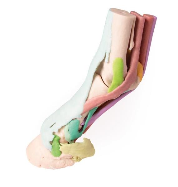 Erler-Zimmer Fuß des Pferdes als Modell - Modell 1