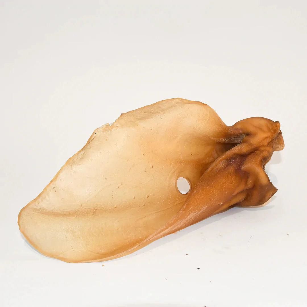 Sanadog Rinderohren mit Muschel Tier, Leben im Meer
