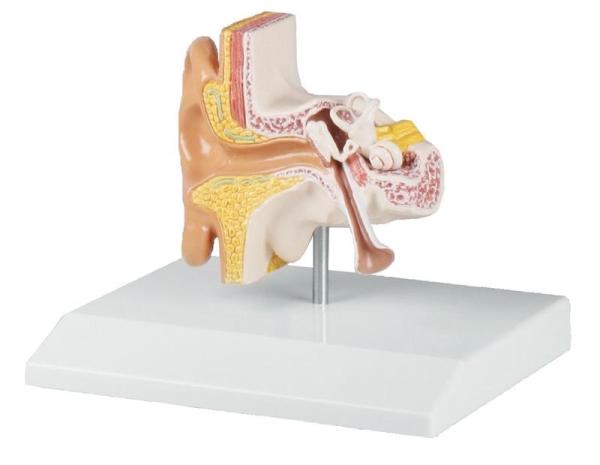 Erler-Zimmer Ohrmodell, 1,5-fache Größe - EZ Augmented Anatomy