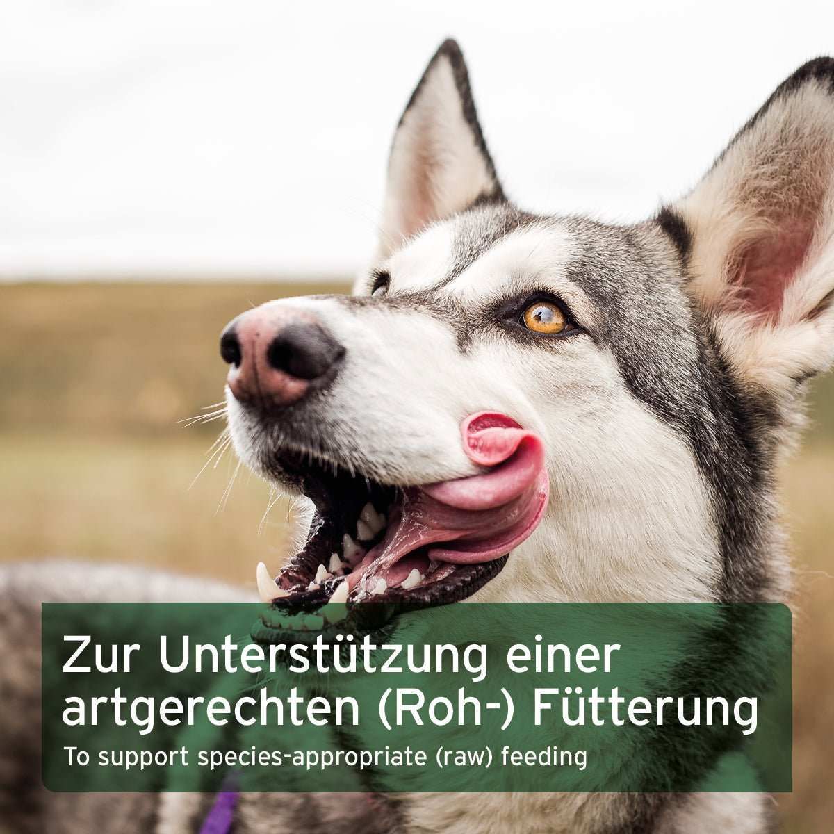 Hund, Husky, Säugetier, Haustier