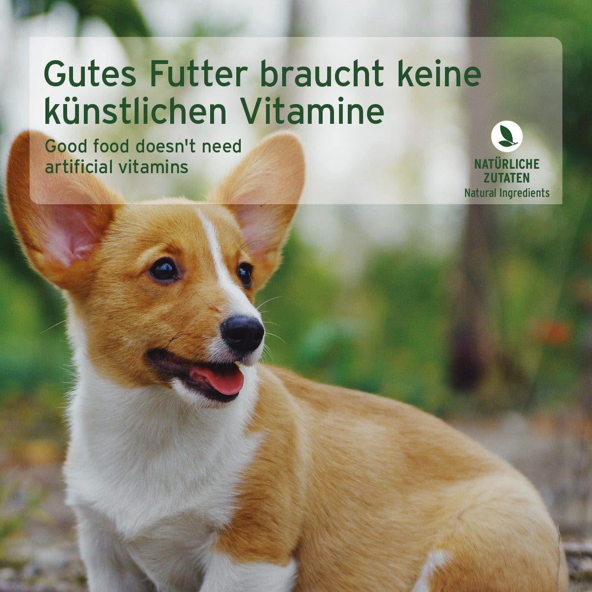 Hund, Säugetier, Haustier, Welpe