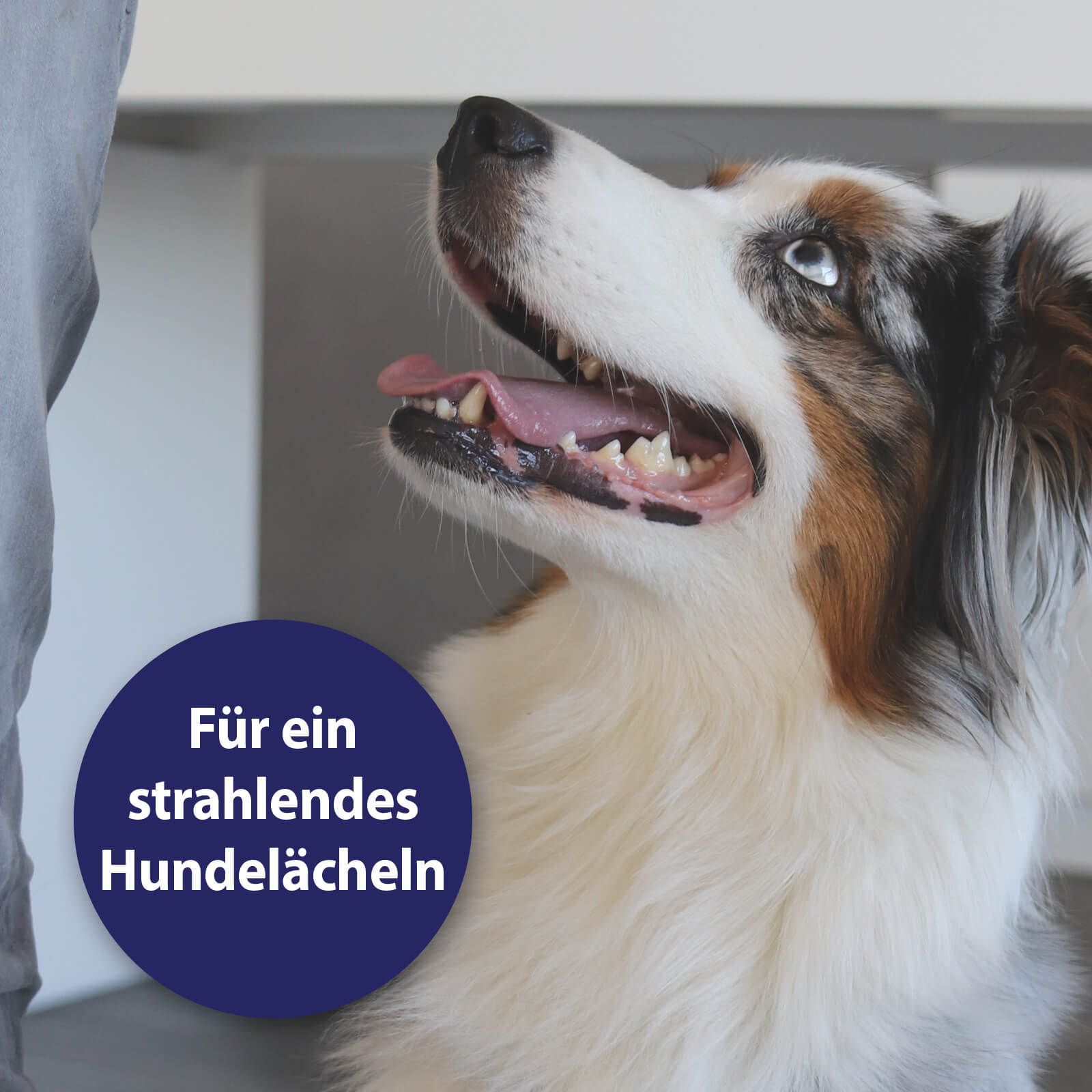 Schnauze, Hund, Säugetier, Haustier, Schnauze, Hund, Säugetier, Haustier