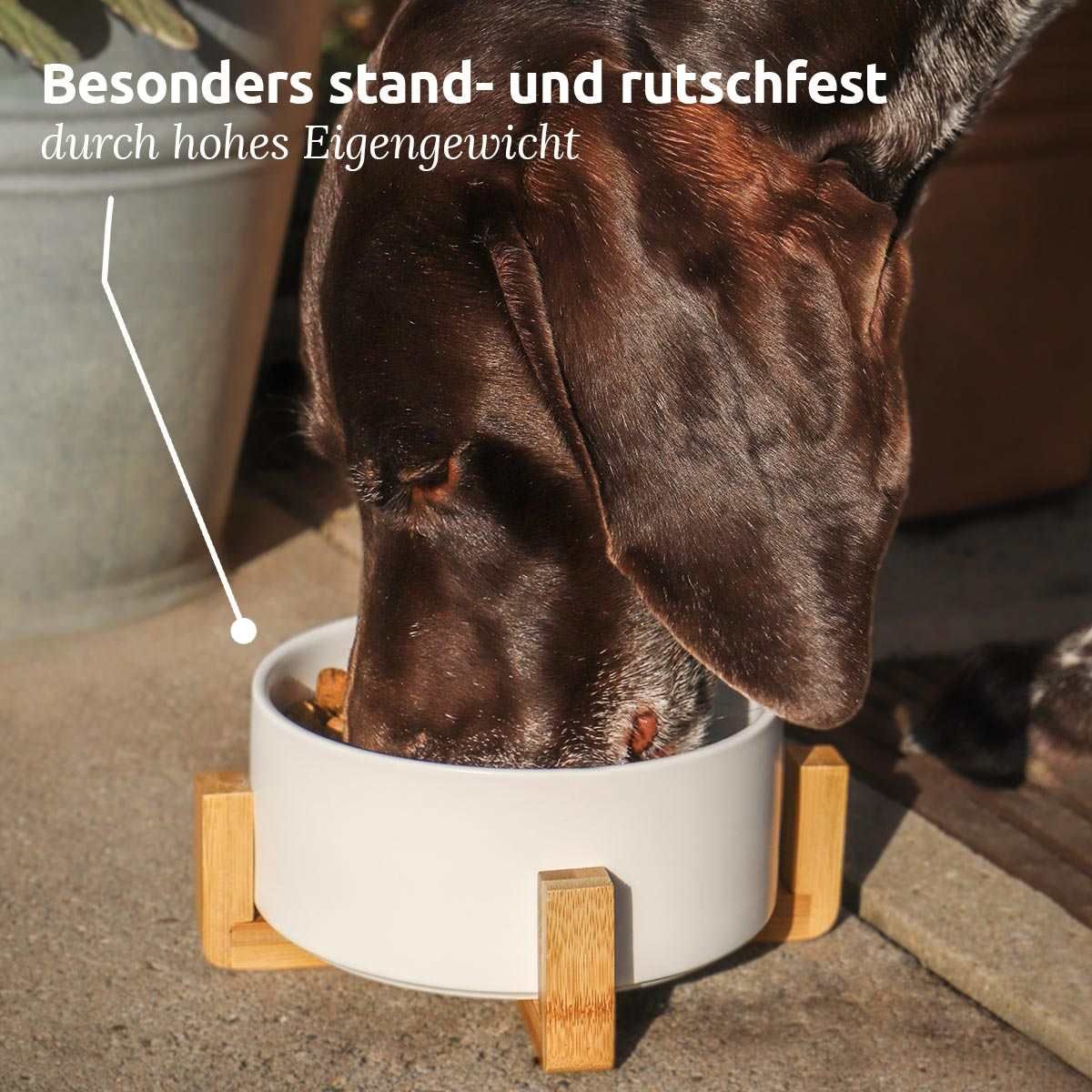 Tier, Hund, Säugetier, Haustier