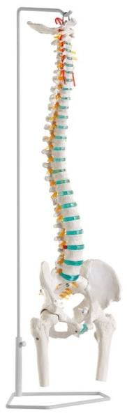 Erler-Zimmer Flexible Wirbelsäule mit Oberschenkelstümpfen
