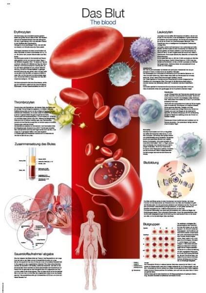 Erler-Zimmer Lehrtafel "Das Blut", 50x70cm Erler-Zimmer Lehrtafel "Das Blut", 50x70cm