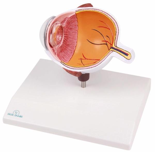 Erler-Zimmer Augenhälfte vergrößert - EZ Augmented Anatomy