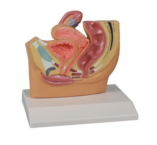 Erler-Zimmer Weiblicher Beckenschnitt, verkleinert - EZ Augmented Anatomy