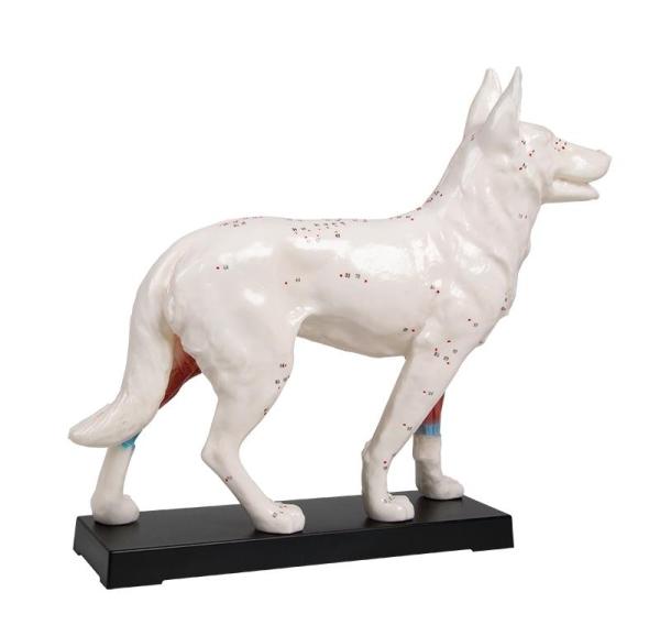 Erler-Zimmer Akupunktur-Hund