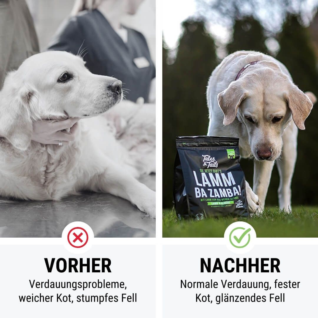 Hund, Labrador Retriever, Säugetier, Haustier