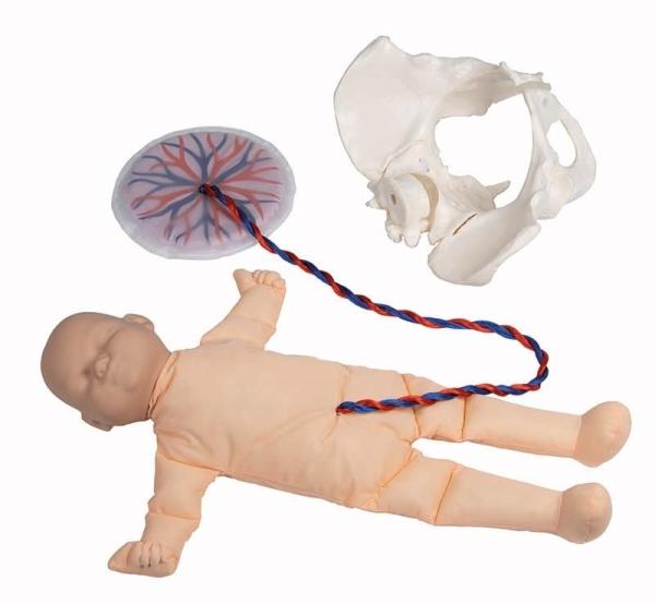Erler-Zimmer Weibliches Becken mit Fetuspuppe, Nabelschnur und Plazenta