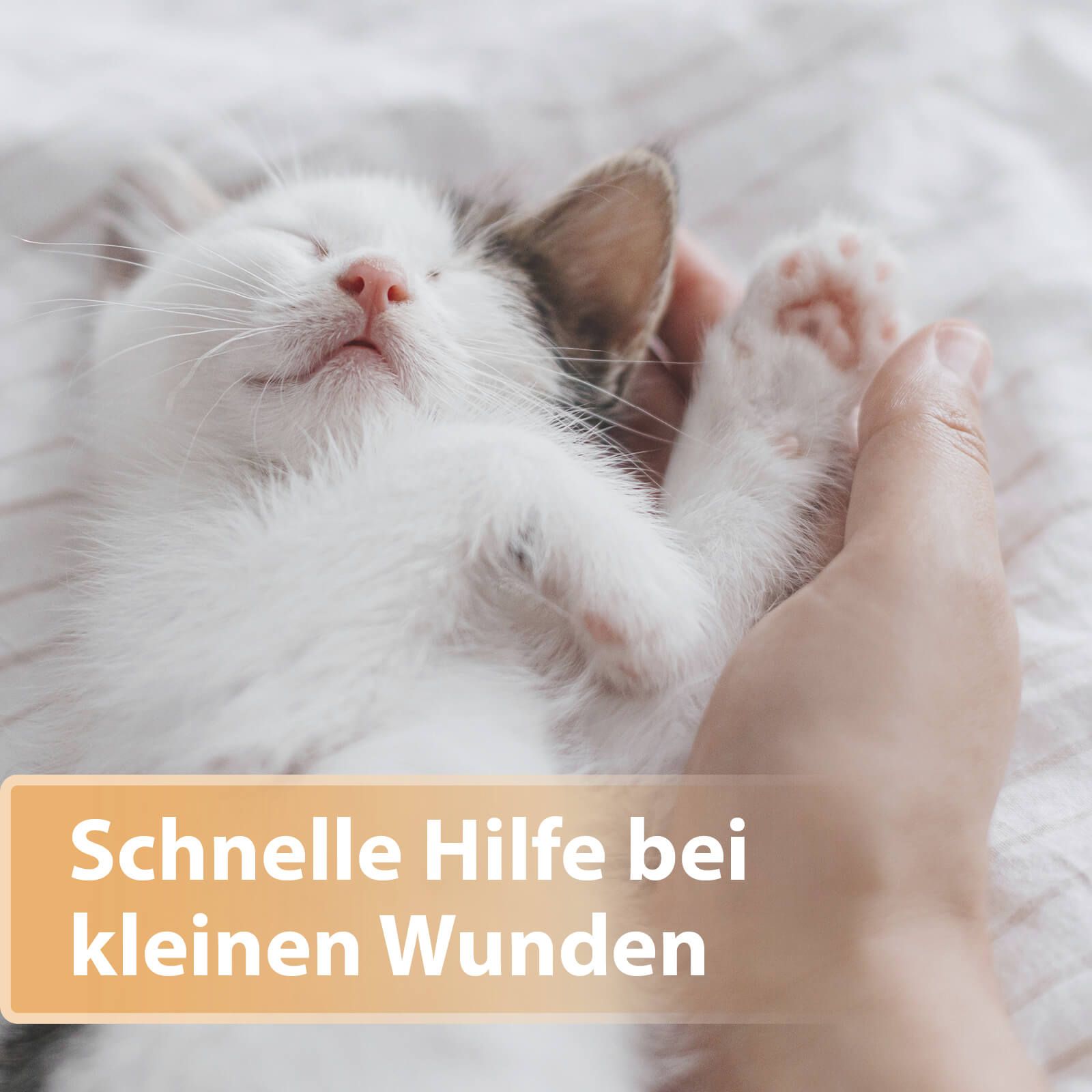 Katze, Kätzchen, Haustier, Schlafend, Schnauze, Katze, Kätzchen, Haustier, Schlafend, Schnauze