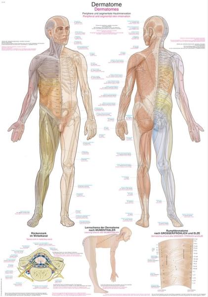 Erler-Zimmer Lehrtafel "Dermatome", 50x70cm