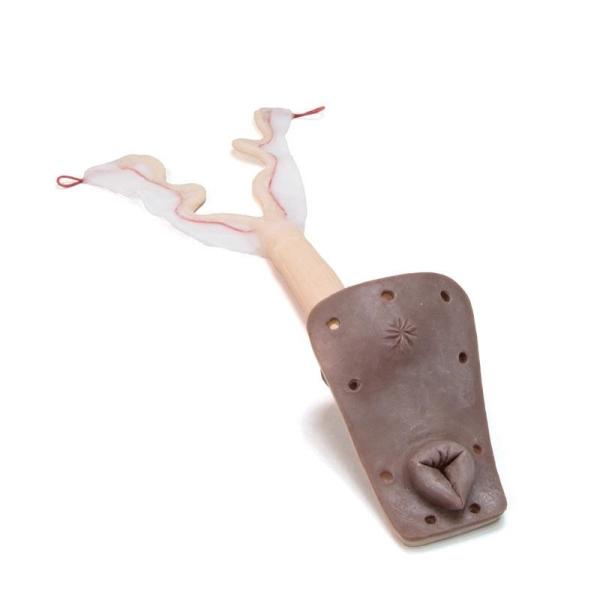 Erler-Zimmer Uterus für Übungshund Bella