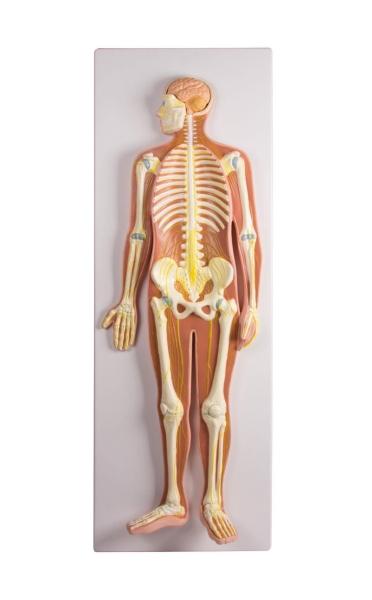 Erler-Zimmer Nervensystem, natürliche Größe
