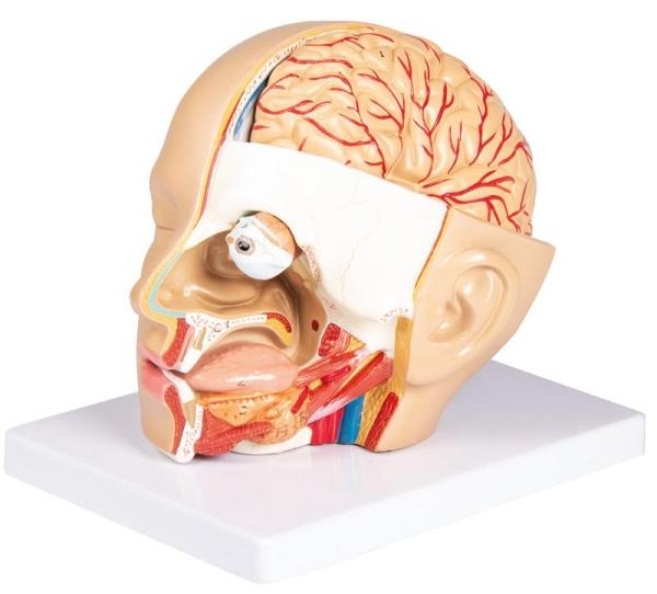 Erler-Zimmer Kopf, zerlegbar, 4 Teile - EZ Augmented Anatomy